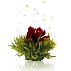 6er Box ErblühTee Grüntee Fruity Flavor -Petromax Store creano 6er box erbluhtee gruntee fruity flavor 2