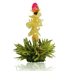 6er Box ErblühTee Grüntee Fruity Flavor -Petromax Store creano 6er box erbluhtee gruntee fruity flavor 6