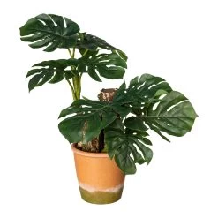 Deko-Pflanze Splitphilodendron In Grün