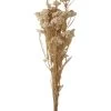 Achillea In Natur - (H)45 Cm -Petromax Store deco lorrie achillea in natur h 45 cm