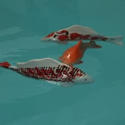 Teichdeko Fisch Dekofigur Schwimmend Porzellan L: 27cm In Rot, Weiß 15 Teichdeko Fisch Dekofigur Schwimmend Porzellan L: 27cm In Rot, Weiß -Petromax Store marelida teichdeko fisch dekofigur schwimmend porzellan l 27cm in rot weiss 6