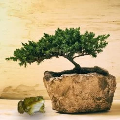 10x Froschfigur In Grün -Petromax Store relaxdays 10x froschfigur in grun 4