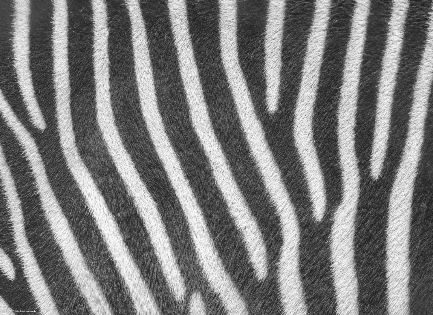 Tischset I Platzset Abwaschbar - Zebra Muster - 4 Stück - 44 X 32 Cm 3 Tischset I Platzset Abwaschbar - Zebra Muster - 4 Stück - 44 X 32 Cm