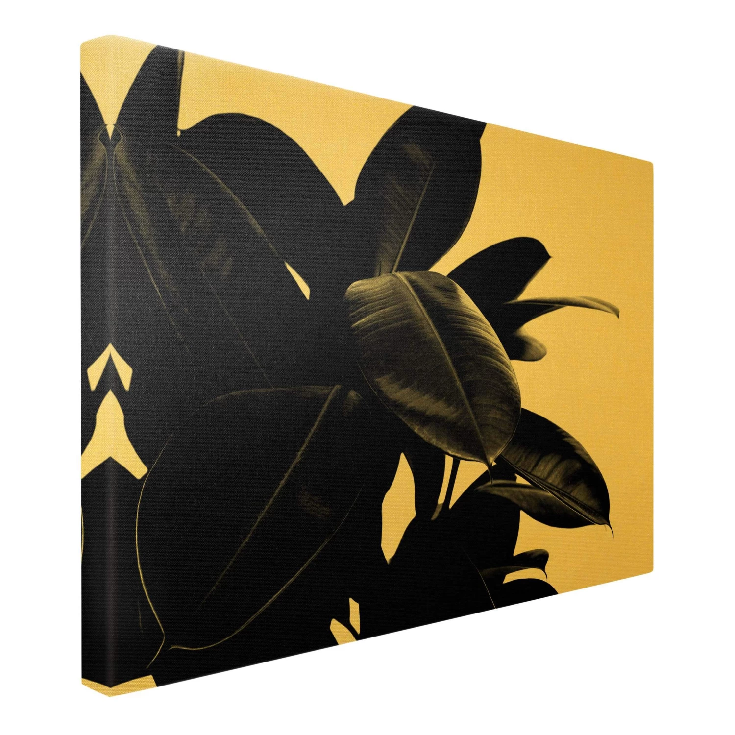 Leinwandbild Gold - Gummibaum Blätter Schwarz Weiß In Schwarz-Weiß 8 Leinwandbild Gold - Gummibaum Blätter Schwarz Weiß In Schwarz-Weiß – Bild 6